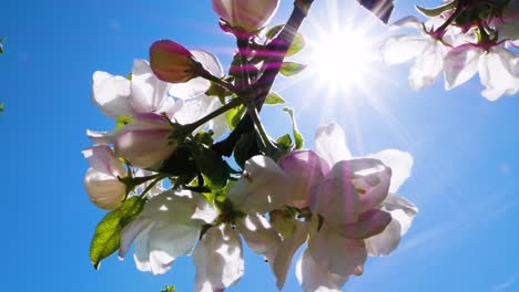 Apple-tree-bloom-in-macro-close-up-with-sunlight-and-camera-flare