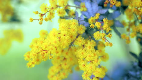 Golden-Wattle-Tree-Flowers-With-Green-Foliage,-CLOSE-UP