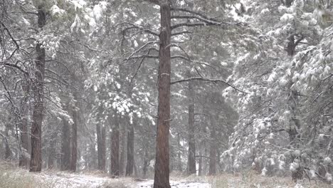 Snowfall-in-the-woods-during-daytime