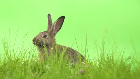Sweet-adorable-cute-brown-furry-and-fuzzy-domestic-rabbit,-hare,-jackrabbit,-with-tall-ears-sitting-and-eating-alone-in-blades-of-grass-field-with-green-background,-static-close-up-profile