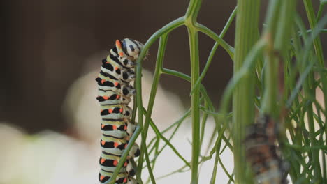 Macro-shot-of-a-swallowtail-butterfly-caterpillar-as-it-climbs-along-an-anise-branch