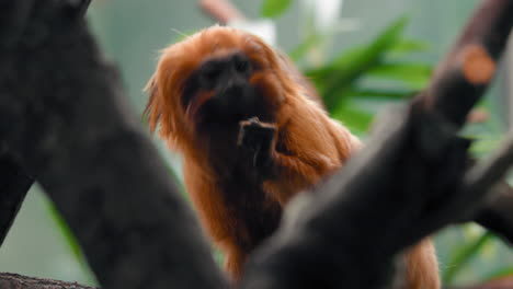 Golden-Lion-Tamarin-sitting-on-a-tree-eating-nuts---Leontopithecus-rosalia---static-view