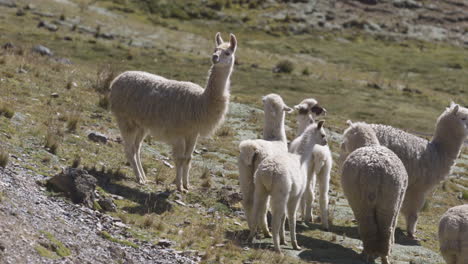 Un-Grupo-De-Alpacas-Y-Llamas-Salvajes-En-Los-Andes-Peruanos