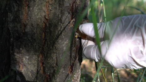 Close-up-slow-motion-shot-of-woman's-hand-wearing-whit-latex-glove,-removing-thick-resin-from-a-tree