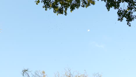 Varias-Aves-Rapaces-Volando-Sobre-La-Reserva-De-La-Selva-Tropical-De-Gamboa,-Panamá,-Plano-General