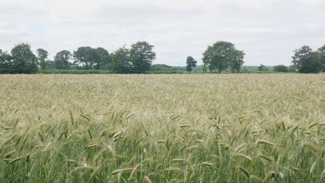 Wide-shot-of-a-field-of-wheat-in-an-English-rural-setting