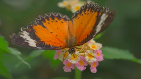 Mariposa-Monarca-Recogiendo-Polen-De-Una-Flor-Floreciente-En-El-Jardín,-Toma-Macro