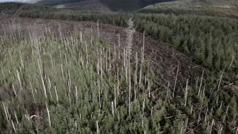 Heavily-managed-evergreen-forest,-recent-clear-cut-harvesting-and-replanting,-aerial