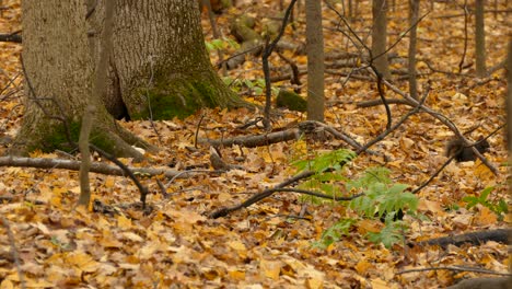 Wildlife-in-Fall-Season---Squirrels-in-Forest-Looking-for-Nuts-in-Autumnal-Leaves,-Static-View