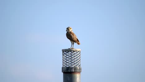 Adult-burrowing-owl-perching-on-a-chimney-and-observing-its-surrounding