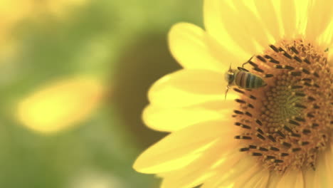Hornisse-Auf-Einer-Sonnenblume-Macht-Ihren-Ausgang-Und-Fliegt-Von-Den-Gelben-Feldern-Weg