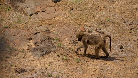 Side-view-of-lone-Chacma-Baboon-walking-across-arid-grass-landscape-area-in-Kruger-Park