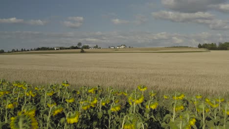 Sonnenblumen-Wachsen-Vor-Einem-Weizenfeld,-Luftaufnahme-Nach-Vorne