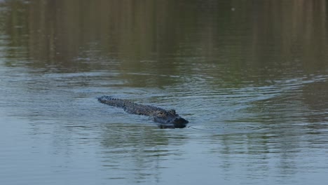 Amerikanischer-Alligator-Schwimmt-In-Slomo-Hinein