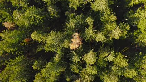 Top-down-shot-over-a-green-forest-up-to-a-higher-level-to-discover-more-trees-of-the-idyllic-landscape