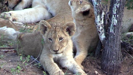 Close-view-of-cute-lion-cubs-lying-by-tree-next-to-female-adult