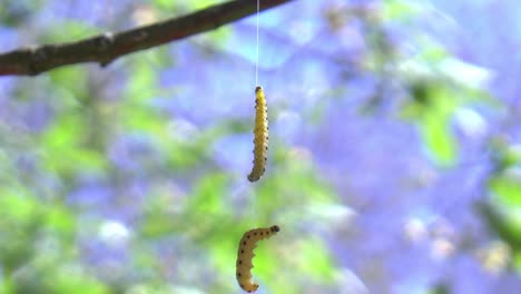 Caterpillars-climb-on-a-thread-in-a-tree-and-rock-back-and-forth-with-the-wind