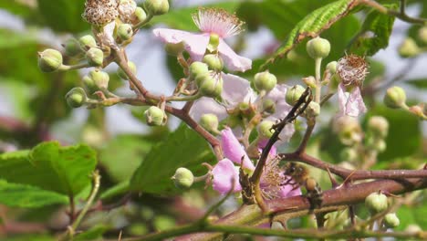 Honigbiene-Auf-Brombeerstrauch-Sammelt-Nektar-Aus-Rosa-Blüten,-Nahaufnahme,-Zeitlupe