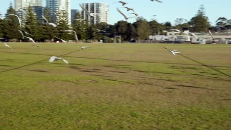 Slow-motion-Flock-of-White-Little-Corella-Parrots,-Dove-and-White-or-Yellow-Crested-Cockatoo-flying-away-in-an-outdoor-soccer-field-at-the-park-in-Sydney,-Australia