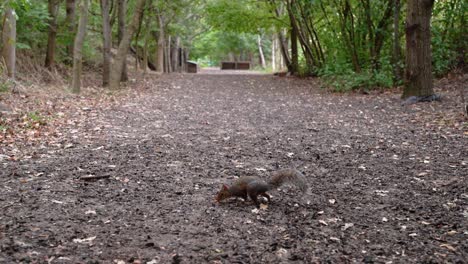 Ein-Eichhörnchen-Läuft-Mitten-Auf-Der-Schlammstraße-In-Einem-Wald,-Findet-Eine-Nuss-Zum-Fressen-Und-Flüchtet-Dann