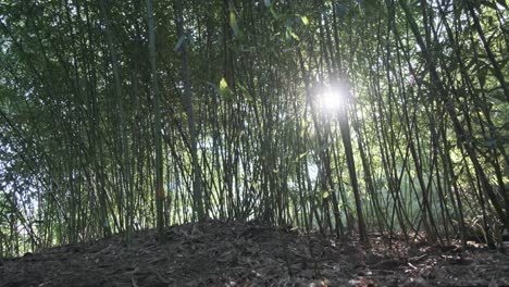 Slider-shot-of-quiet-bamboo-forest-scene-with-the-sun-shining-into-lens