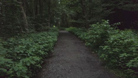 Caminando-Por-Un-Bosque-Oscuro-Por-Un-Sendero-Bordeado-De-árboles-Y-Plantas-En-Verano