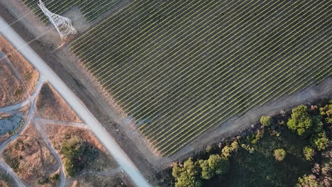 AERIAL-RISING-PLAN-VIEW-WIDE--a-vineyard-between-lands-of-other-use