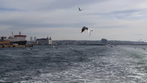 Schwarm-Möwen,-Die-Um-Ein-Boot-Fliegen,-Das-Am-Bosporus-Segelt,-Mit-Blick-Auf-Die-Werft-In-Istanbul,-Türkei