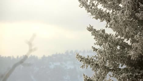 Snow-falling-in-the-mountains-of-Colorado-with-a-pine-tree-in-the-foreground-and-a-pine-covered-ridgeline-in-the-background
