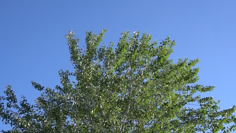 Slow-motion-clip-of-a-dove-flying-right-to-left-over-a-silver-poplar-tree-against-the-clear-blue-sky