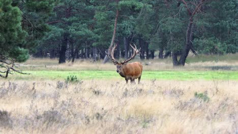 Large-grazing-male-red-deer-with-bared-antlers-during-rut