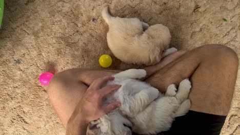 Golden-Retriever-Puppy-Sitting-In-Between-Owners-Lap-On-Floor