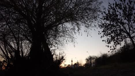 Nach-Oben-Schauen-Unter-Dem-Baum-Mit-Klarem-Sonnenuntergangshimmelhintergrund