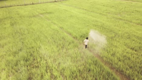 Farmer-walking-and-spraying-pesticides-fir-insects-on-his-rice-crop