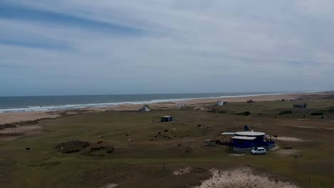 Vacas,casas,vegetación-Verde-Ubicada-En-La-Playa-Costera-De-La-Rocha-Uruguay