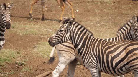 Zebras-Werden-Kurz-Erschreckt,-Während-Sie-Aus-Einer-Afrikanischen-Wasserstelle-Trinken
