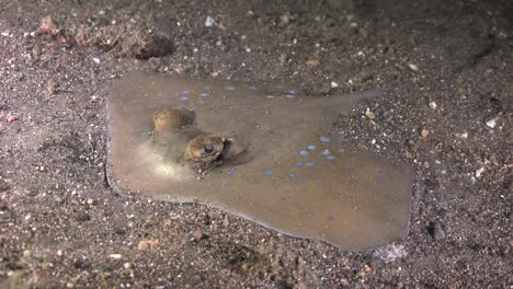 Bluespotted-Stingray-lying-on-sand-at-night-in-the-Philippines