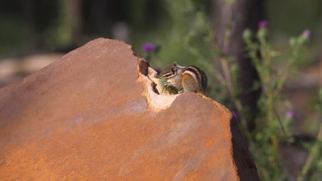 Chipmunk-eating-thistle-on-a-boulder-in-bright-light