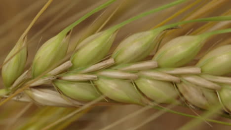 Extreme-close-up-of-ears-of-wheat