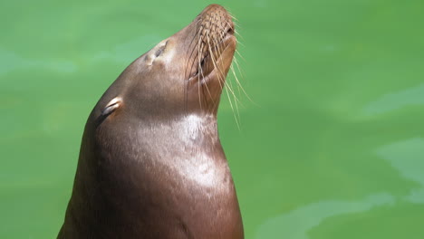 Relaxing-Sea-Lion-with-closed-eyes-moving-head-round-around-during-sunlight---Green-Water-in-background---Seal-taking-sunbath-outdoors
