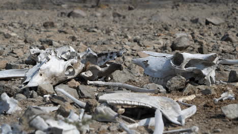 Skull-and-Bones-of-Dead-Animals-on-Desert-Ground