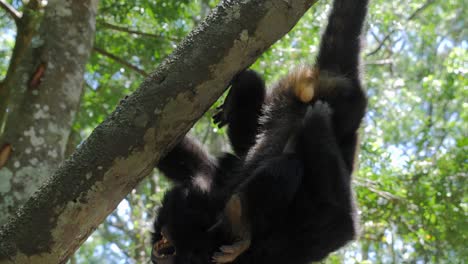 Mono-Aullador-En-La-Jungla-Jugando-En-Los-árboles
