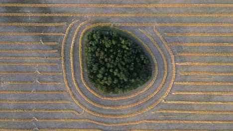 Aerial-vertical-drone-view-moving-sidewards-over-island-of-trees-within-a-wheat-field-in-Alberta,-Canada