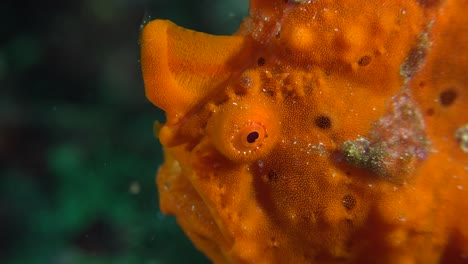 Orange-warty-frogfish-close-up-shot