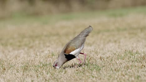 A-bold-southern-lapwing,-vanellus-chilensis,-the-sight-hunter-foraging-on-the-ground-in-open-grassland,-feeding-on-earthworm-on-a-sunny-day,-Argentina,-South-America