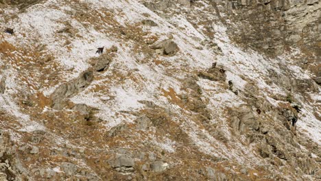 two-chamois-run-towards-a-group-of-chamois-on-a-snowy-hillside
