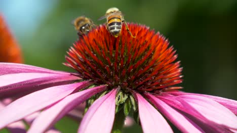 Wild-bees-collecting-pollen-of-Echinacea-Purpurea-Purple-Coneflower---Macro