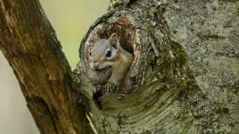 Kleines-Süßes-Eichhörnchen-Versteckt-Sich-Im-Lochbaum-Und-Kaut-Tagsüber-Auf-Einer-Großen-Nuss