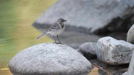 Wagtail-on-a-stone-in-a-lake-with-an-insect-in-its-beak