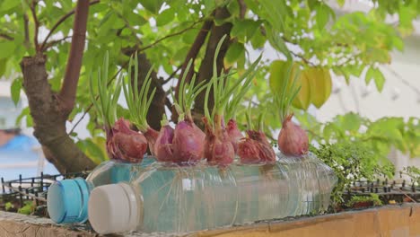 Purple-onion-grow-up-in-the-plastic-bottle